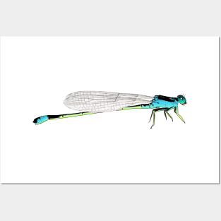 Damselfly Posters and Art